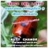 Estratto Semplice e Determinato: gioco del lotto Butt Change by Mat...